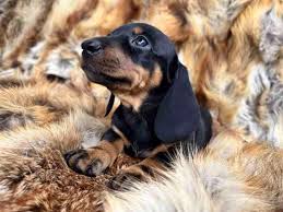 Image result for jezevčík hladkosrstý