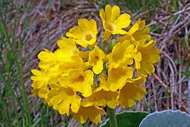 Image result for Primulaceae