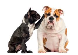 They can sometimes have much lankier legs and can be. French Bulldog Vs English Bulldog Which Is Better Ct Breeder