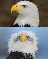 Maybe you would like to learn more about one of these? Penmerahdotcom Ni Lah Sebabnya Kenapa Foto Burung Helang Facebook