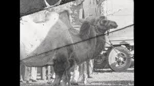 Riding camel at the bronx zoo., digital downloads and prints available from 3.22. Vintage Camel Stock Video Footage 4k And Hd Video Clips Shutterstock