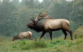 Amazing Elk Wallpaper 2560x1600 11340 Elk Pictures Bull Elk Animals Wild
