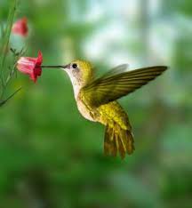 The thing to remember is that bees and wasps compete for nectar at flowers and feeders yet both seem to survive. How To Attract Hummingbirds
