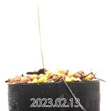 Image result for Ornithoglossum viride