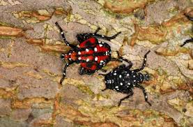 Maybe you would like to learn more about one of these? Spotted Lanternflies Are About To Hatch Learn How To Make A Trap For This Invasive Insect The Allegheny Front