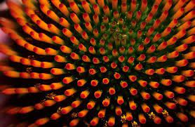 Floral By Byron Jorjorian Fine Art Photographer Photography Perspective Abstract Nature Nature Photography