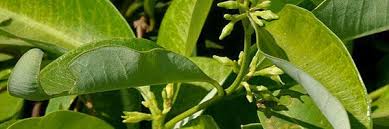 Image result for Cryptolepis apiculata