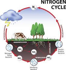 Nitrogen Cycle Diagram For Kids World Of Reference