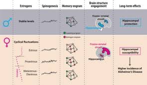 Best lodging in elizabeth city, nc (with prices). Estrogen Dependent Hippocampal Wiring As A Risk Factor For Age Related Dementia In Women Sciencedirect