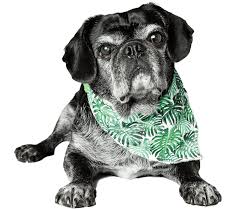 Are you in the directory for them to find you? Nature Nurture Pet Store