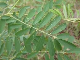 Image result for Tephrosia noctiflora