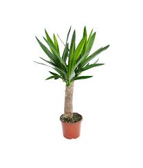 Braun verfärbte blattspitzen deuten auf. Yucca Palme Maya Tree Dehner