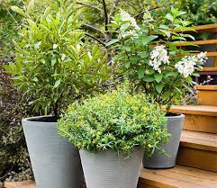 Maybe you would like to learn more about one of these? Migliori Arbusti Per Contenitori Giardinaggio I Migliori Consigli Per Un Vero Giardiniere