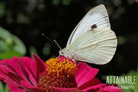 The benefit to using neem oil is that it is all natural. Cabbage White Butterfly How To Prevent Caterpillar Damage