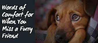 50 Heartfelt Loss Of A Dog Quotes Love Lives On