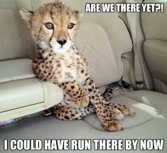 15 Down Right Funny Cheetah Memes Baby Cheetahs Funny Animals Cute Animals