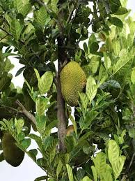 Image result for Artocarpus heterophyllus