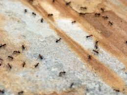 Our company prides itself in offering organic material solutions to rid you of. Massey Services Pest Control Review 2021 This Old House