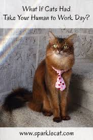 What If Cats Had Take Your Human To Work Day Cats Therapy Cat Cat Summer