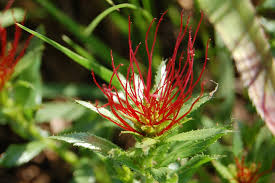 Image result for Conostomium natalense