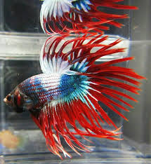 Beautiful Blue Turquoise And White Marble Male Betta With Red Fringetail Finnage Betta Fish Mandarin Fish Betta