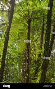 Image result for Cyathea manniana