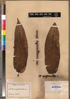 Image result for Ficus pseudomangifera