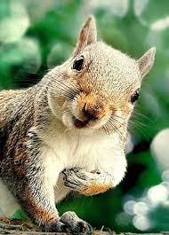 Squirrel Cute Animals Animals Cute Squirrel