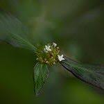 Image result for Spermacoce congensis