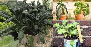 Maybe you would like to learn more about one of these? Growing Kale In Pots How To Plant Kale In Containers