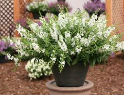 Image result for Angelonia