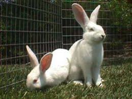 New zealand (rabbit) history and description, uses, colors and sizes, to help you decide if this is the rabbit breed for you to raise. Bunny Breed Guide New Zealand White Rabbit New Zealand Rabbits Rabbit Breeds Meat Rabbits