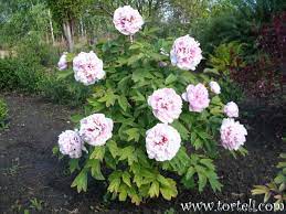 Paeonia X Suffruticosa Yin Hong Qiao Dui Floral Floral Wreath Wreaths
