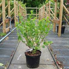 It's a good starting food source, but you should eventually start farming. Gooseberry Hinnomaki Red Buy Red Gooseberry Bushes