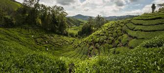 People work on a tea plantation in thailand. Tea Plantation Cameron Highlands Free Photo On Pixabay