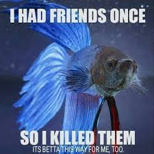 Pin By Linda Gaddy On Humor More Betta Fish Betta Betta Fish Tank