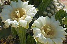 A guide to state flowers although it is one country, the united states is made up of 50 individual states arizona: Saguaro Wikipedia