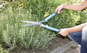 Die 3 Wichtigsten Gartenarbeiten Im August Garten Lavendel Lavendel Schneiden Und Wintergemuse Anbauen
