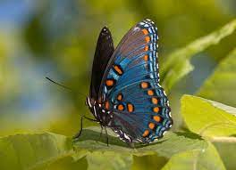 Field observations of matings between female limenitis archippus and male arthemis subspecies (nymphalidae). Red Spotted Purple Alabama Butterfly Atlas