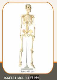 D is a subcategory of c: Iskelet Modeli 85cm