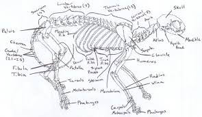 Those reasons can come off the bones of the diagram. Bones Anatomy And Physiology