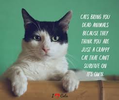 At no point in our relationships with cats have we ever playe. Iheartcats Com Facebook