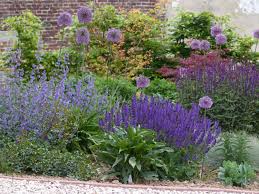 (gmh) salbei kennen die meisten nur als kräutergewächs. Bluten Salbei Mainacht Schonste Stauden Expertenwissen