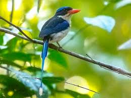 Image result for Hyparrhenia barteri