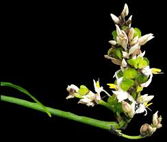 Image result for Chlorophytum macrophyllum