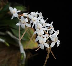 Image result for Aerangis kotschyana