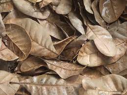 Layaknya daun kering yang masih bergantung pada dahan pohon. Daun Kering Foto Gratis Di Pixabay