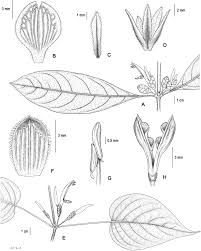 Image result for Anisotes formosissimus