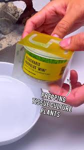 Image result for Phyllanthus parvulus