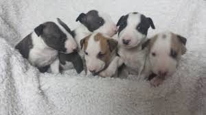 Miniature bull terrier puppies for adoption. Miniature English Bull Terrier Puppies Barnsley South Yorkshire Pets4homes
